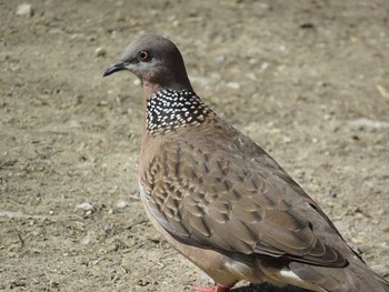Spotted Dove タイ北部 Unknown Date