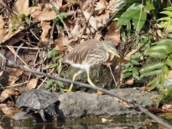 2022年12月11日(日) 長浜公園の野鳥観察記録