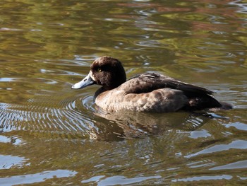 Unknown Species Kodomo Shizen Park Fri, 12/9/2022