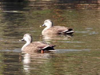 カルガモ こども自然公園 (大池公園/横浜市) 2022年12月9日(金)