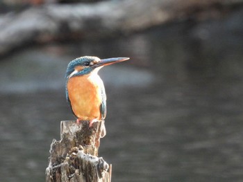 2022年12月9日(金) こども自然公園 (大池公園/横浜市)の野鳥観察記録