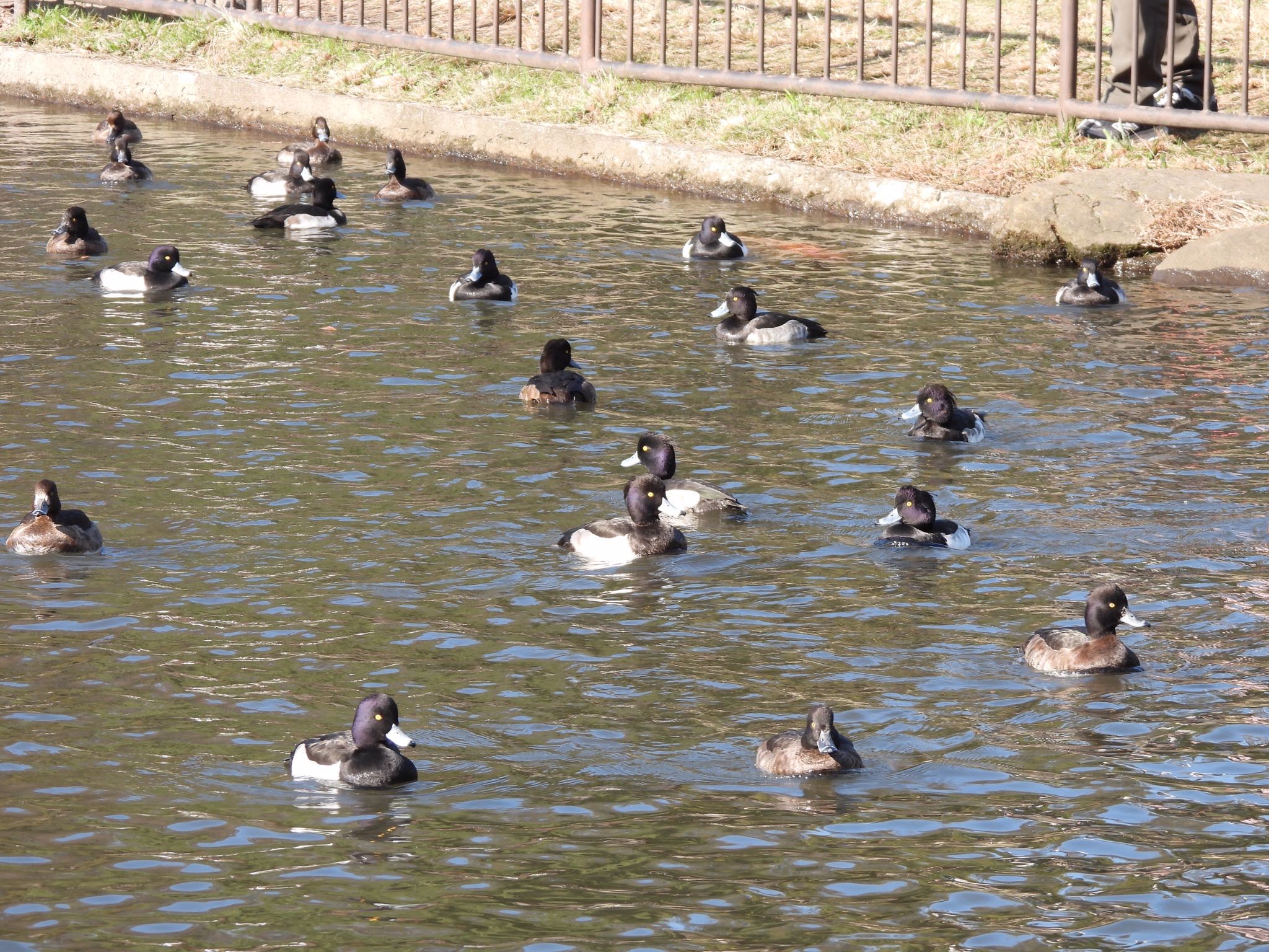 Photo of Tufted Duck at Kodomo Shizen Park by くー