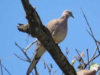 Spotted Dove タイ北部 Unknown Date