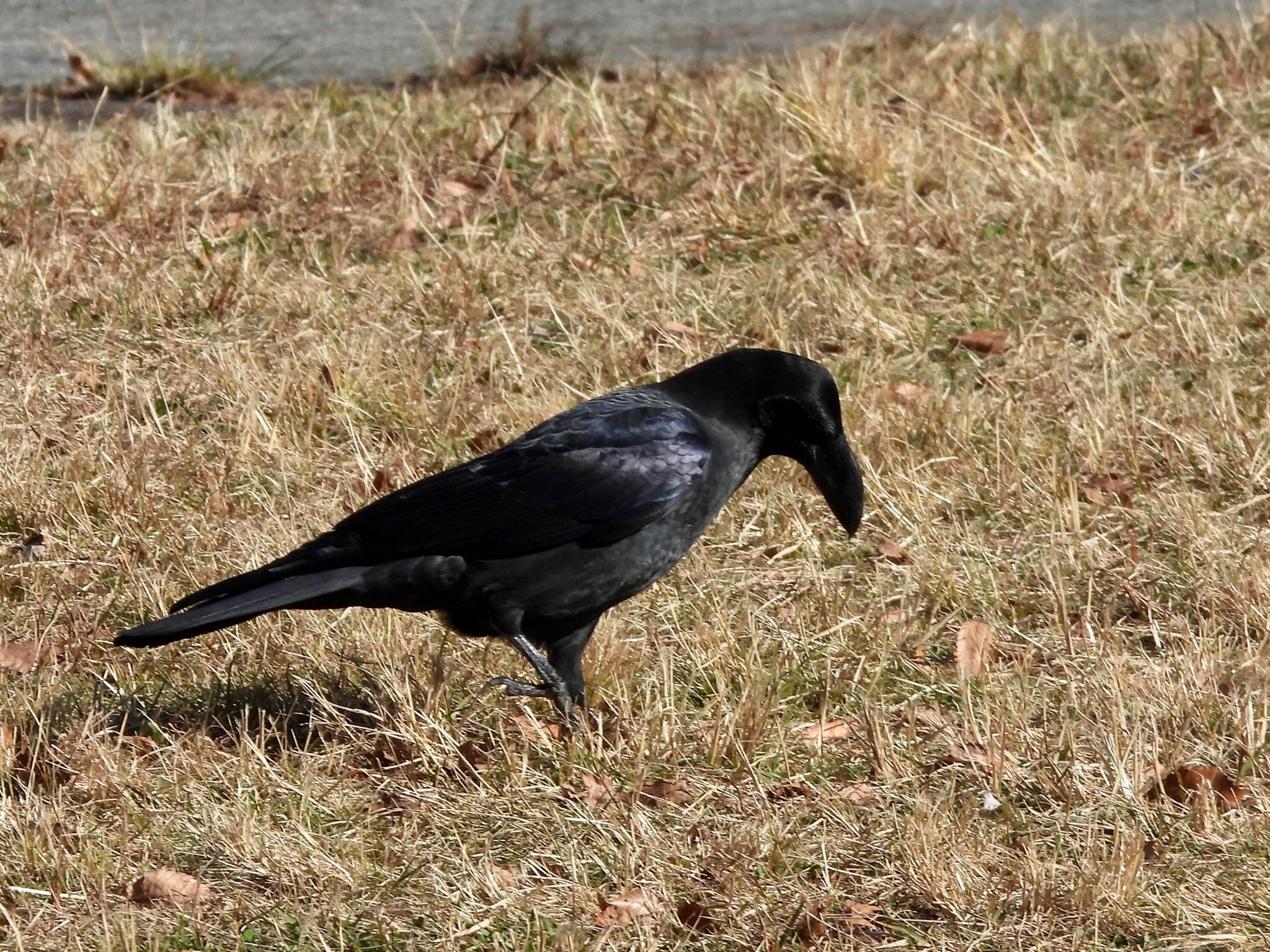 Photo of Large-billed Crow at Kodomo Shizen Park by くー