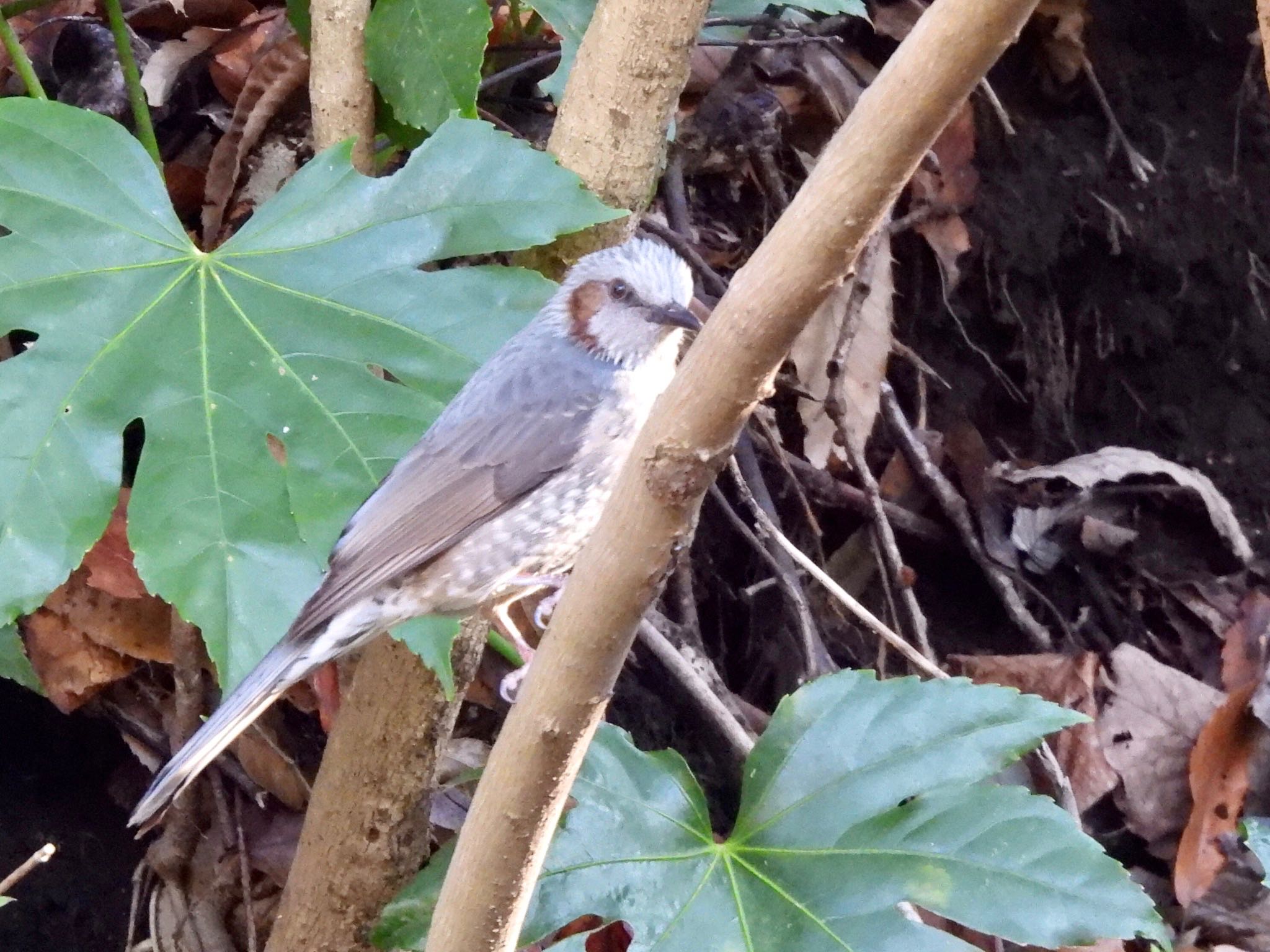 Photo of Brown-eared Bulbul at Kodomo Shizen Park by くー