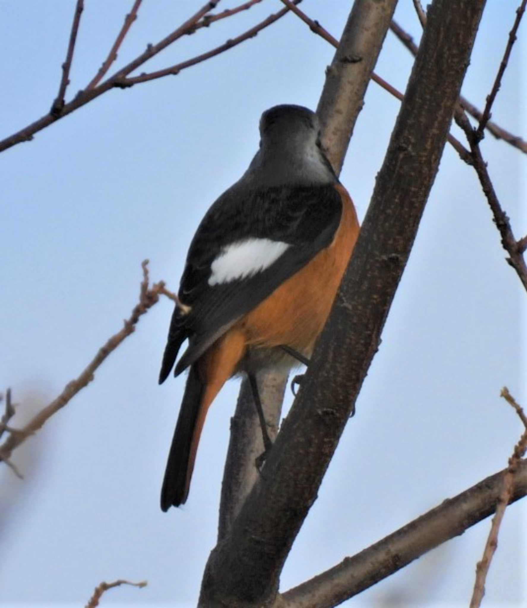 Daurian Redstart