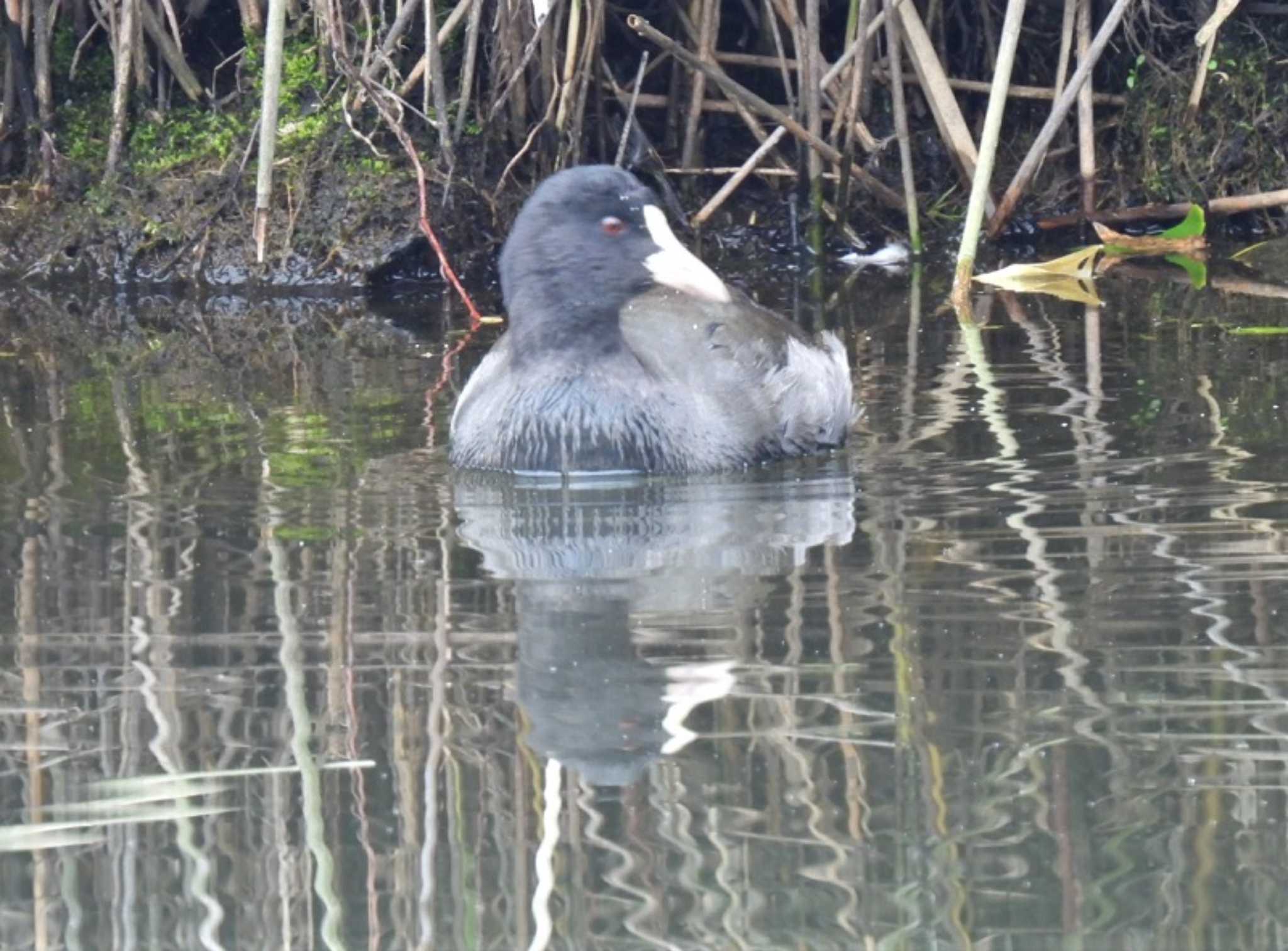 Photo of Common Moorhen at 羽生水郷公園 by ナベデコ