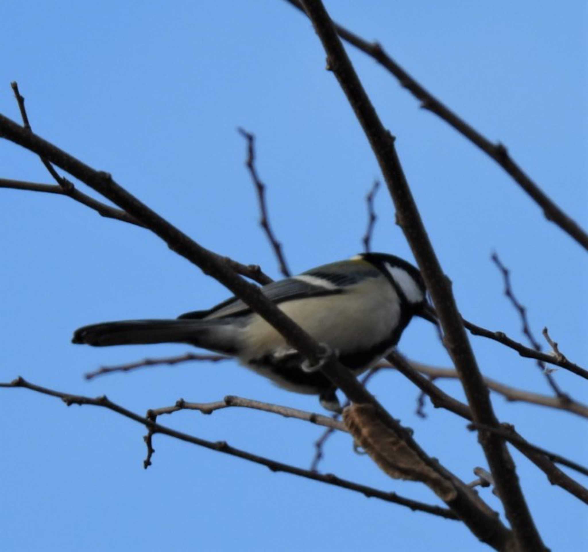 Photo of Japanese Tit at 羽生水郷公園 by ナベデコ