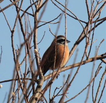 Meadow Bunting 羽生水郷公園 Fri, 12/9/2022