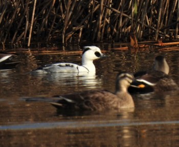 Smew 羽生水郷公園 Fri, 12/9/2022