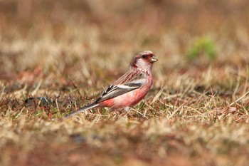 Siberian Long-tailed Rosefinch