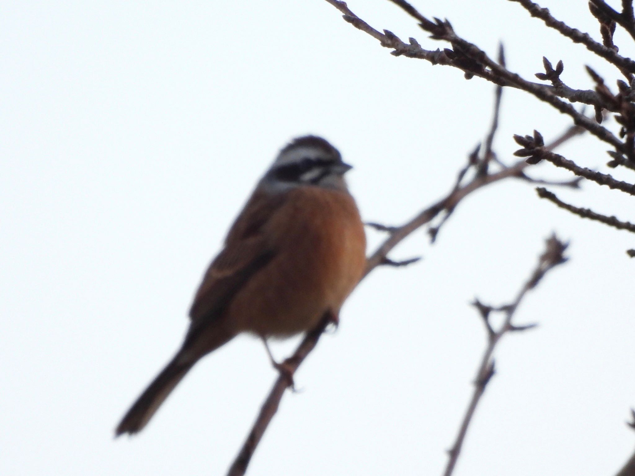 Photo of Meadow Bunting at Kodomo Shizen Park by くー