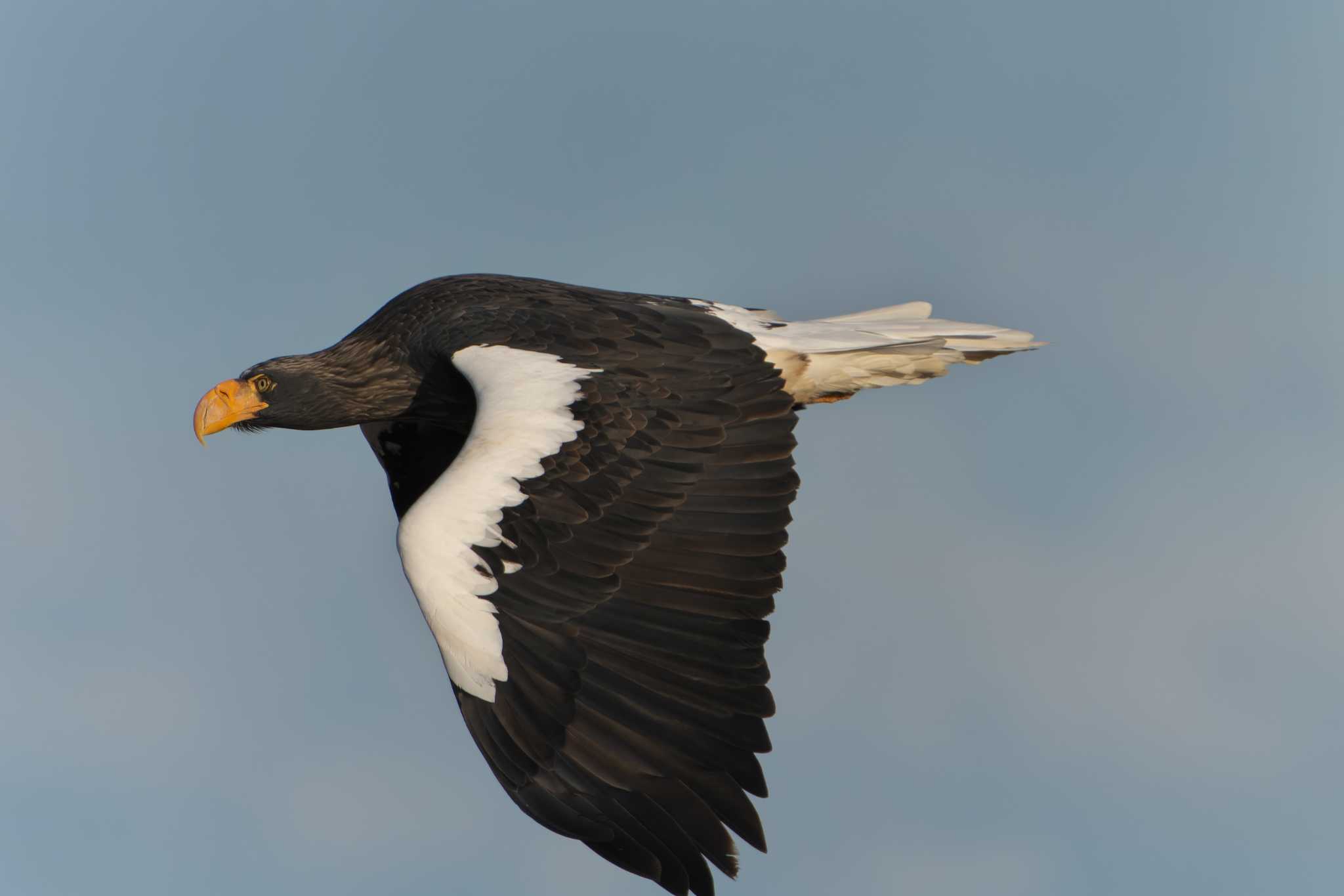 Photo of Steller's Sea Eagle at Notsuke Peninsula by 禽好き