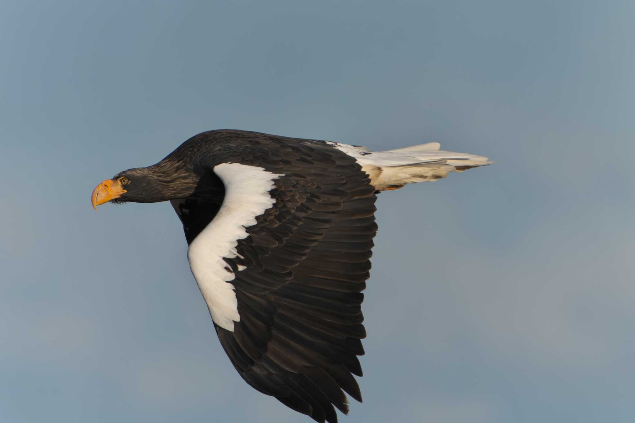 Steller's Sea Eagle