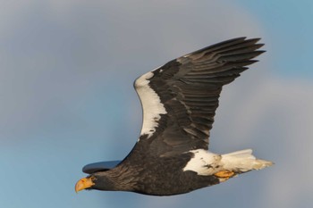 2022年12月2日(金) 野付半島の野鳥観察記録