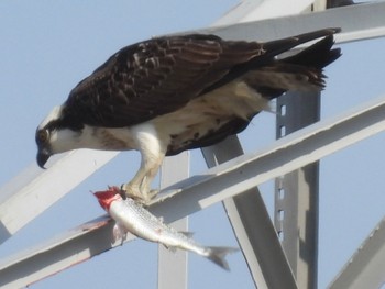 Sun, 12/11/2022 Birding report at 埼玉県さいたま市