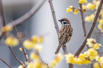 スズメ 明石公園 2018年2月28日(水)