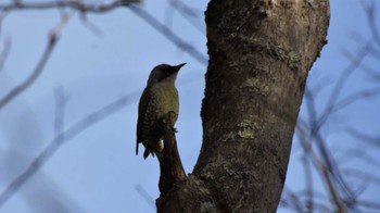 アオゲラ 軽井沢野鳥の森 2022年12月11日(日)