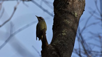 アオゲラ 軽井沢野鳥の森 2022年12月11日(日)