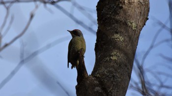 アオゲラ 軽井沢野鳥の森 2022年12月11日(日)