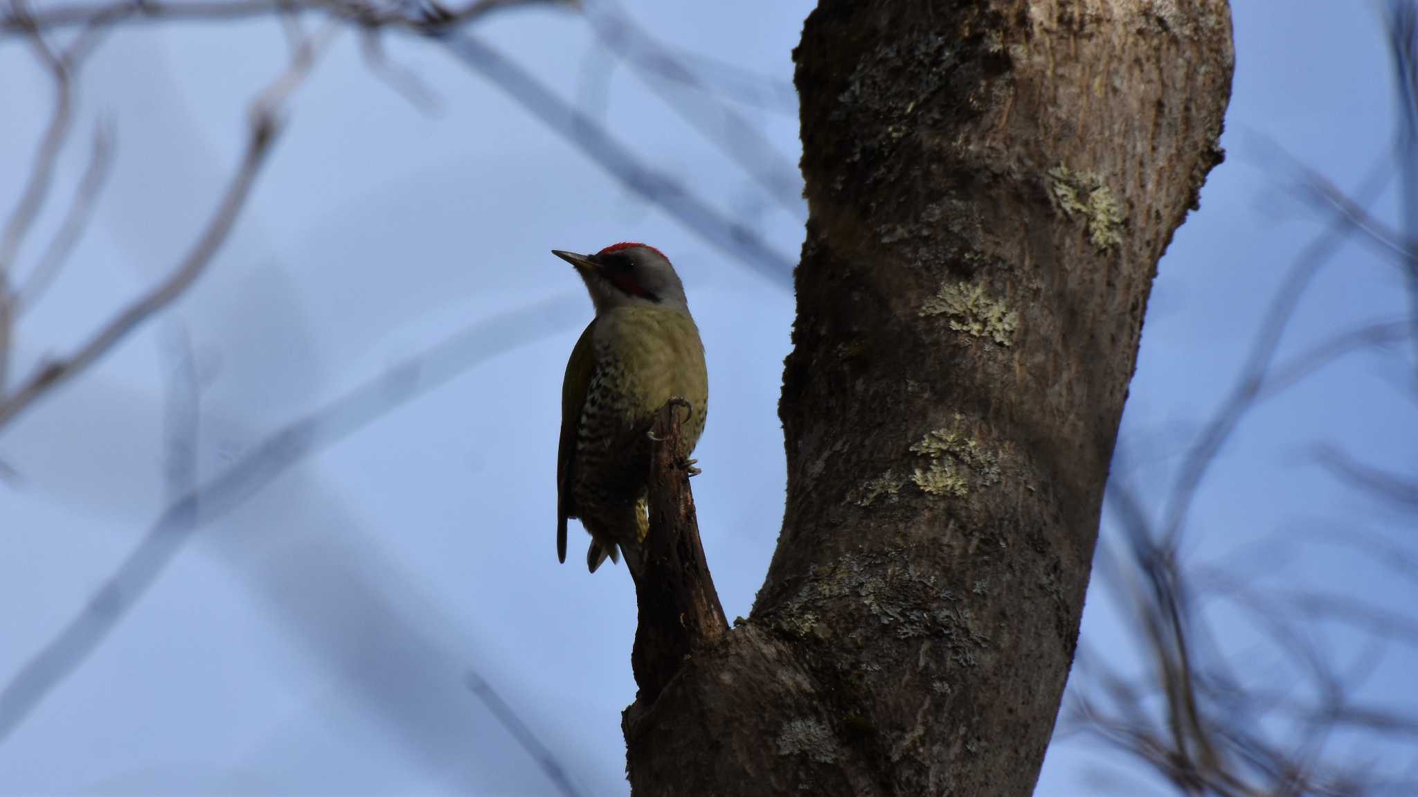 軽井沢野鳥の森 アオゲラの写真 by ao1000