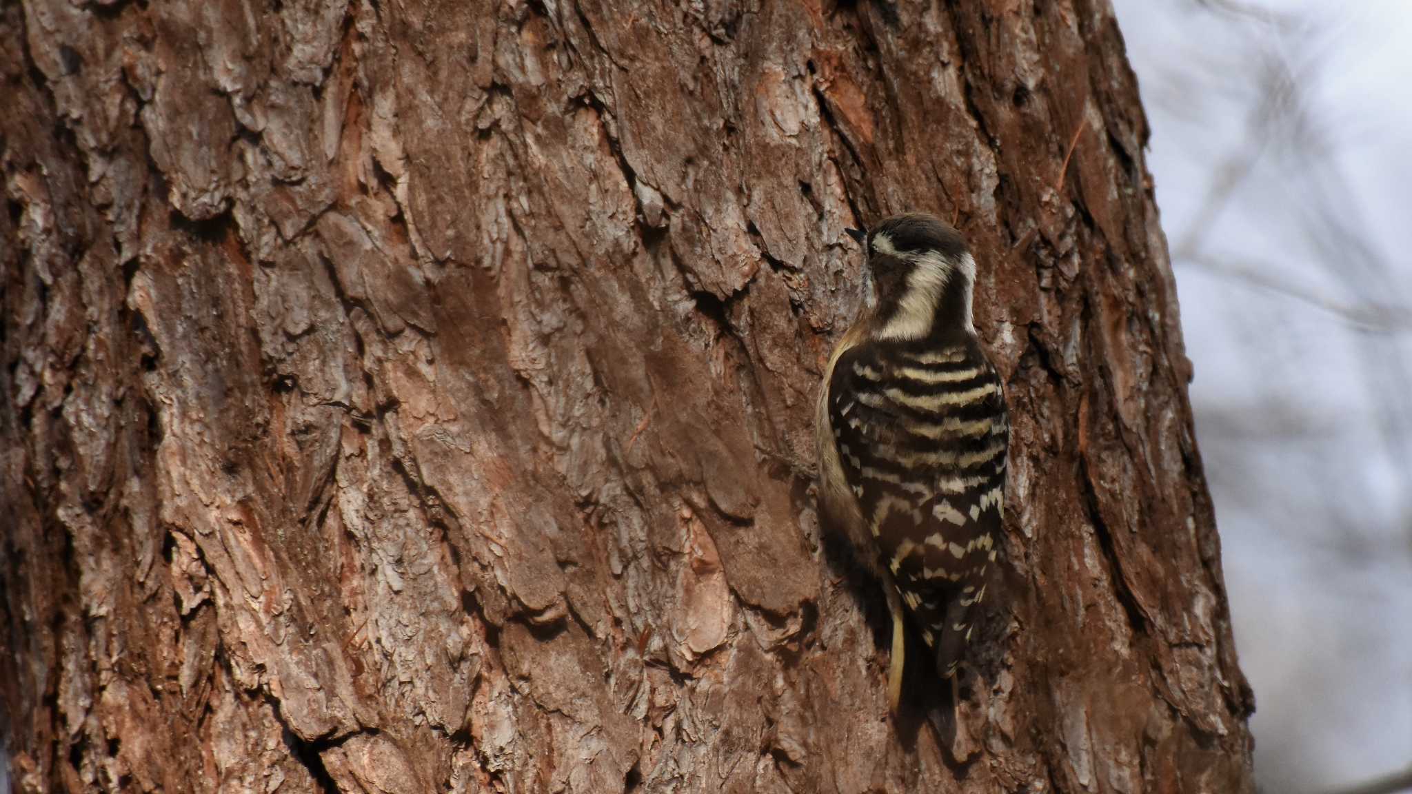 軽井沢野鳥の森 コゲラの写真 by ao1000