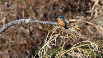 カワセミ 小諸発電所第一調整池(杉の木貯水池) 2022年12月10日(土)