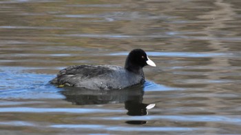 Eurasian Coot 小諸発電所第一調整池(杉の木貯水池) Sat, 12/10/2022