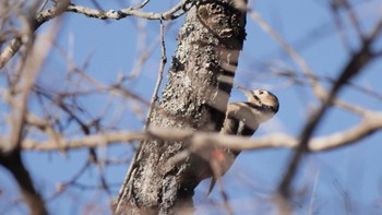 2022年12月10日(土) 六甲山の野鳥観察記録