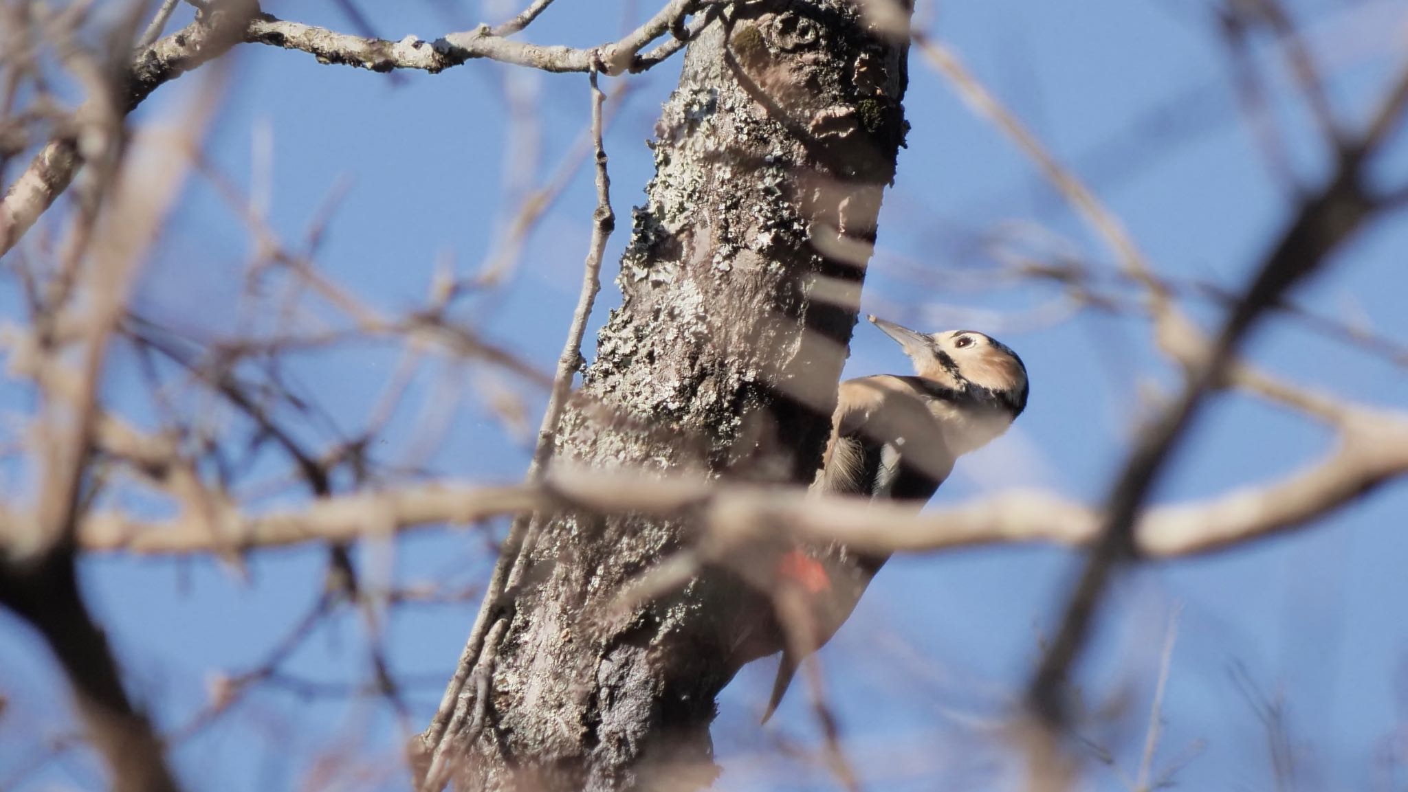 Photo of Great Spotted Woodpecker at 六甲山 by コゲラ