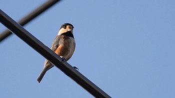 Varied Tit 六甲山 Sat, 12/10/2022