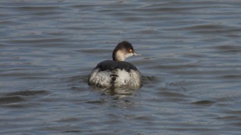 Black-necked Grebe 埼玉県さいたま市 Sun, 12/11/2022