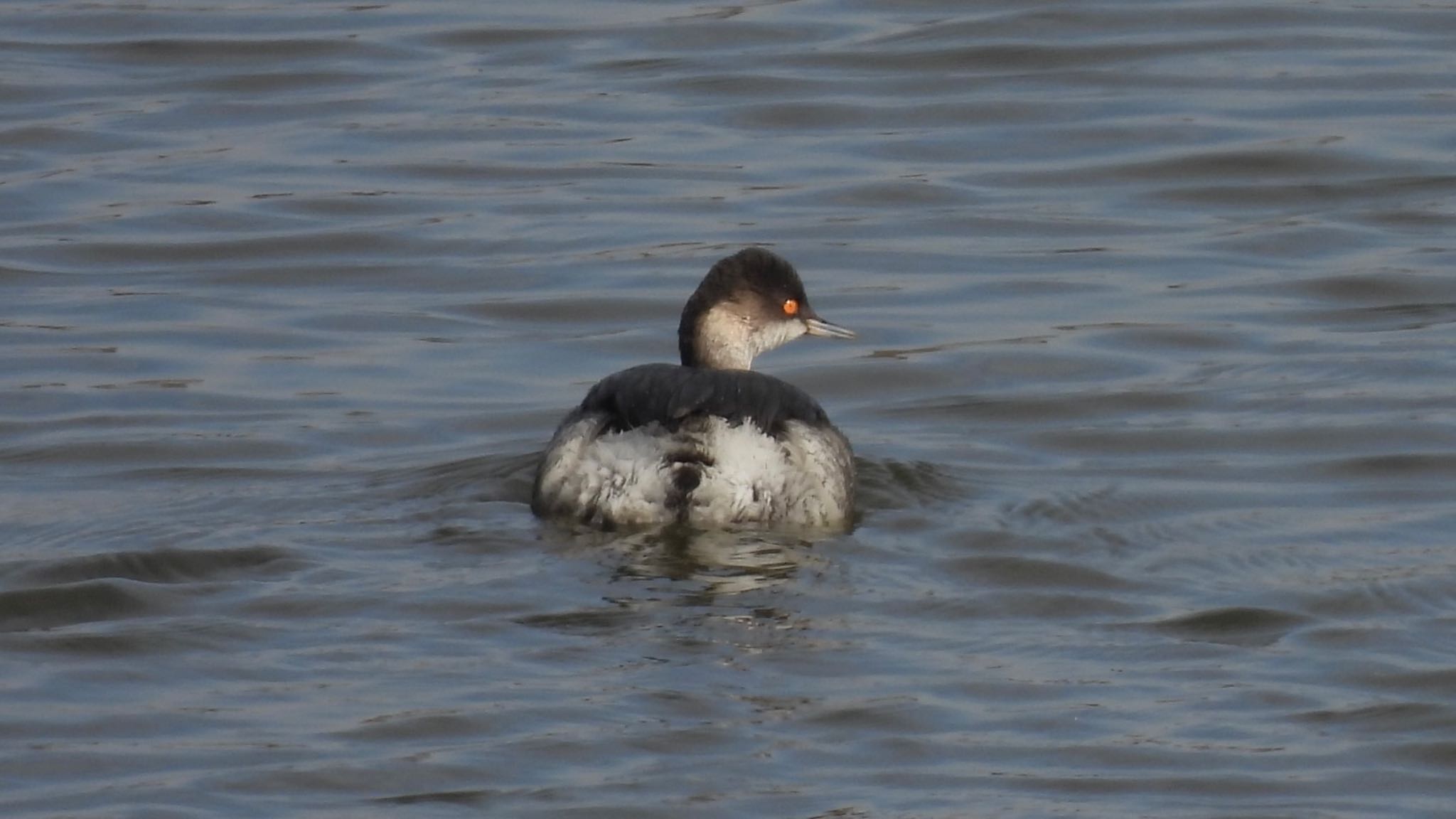 Photo of Black-necked Grebe at 埼玉県さいたま市 by 鳥散歩