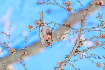 ベニヒワ 場所が不明 2018年3月6日(火)