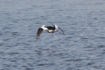 Bufflehead 多摩川 Sun, 12/11/2022