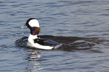 Bufflehead 多摩川 Sun, 12/11/2022