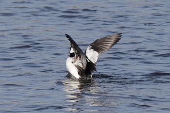 Bufflehead 多摩川 Sun, 12/11/2022