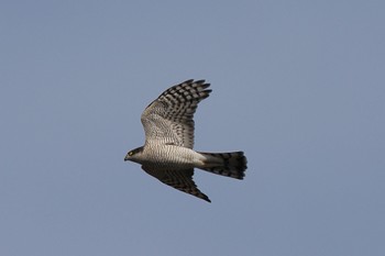 Eurasian Goshawk 多摩川 Sun, 12/11/2022