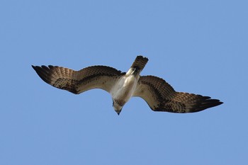 Osprey 多摩川 Sun, 12/11/2022