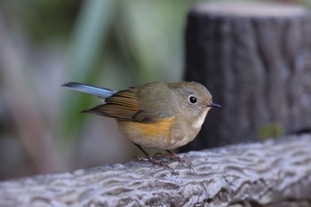 Red-flanked Bluetail Kodomo Shizen Park Sat, 12/10/2022