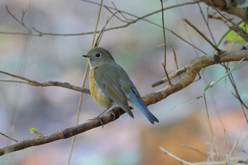 Red-flanked Bluetail Kodomo Shizen Park Sat, 12/10/2022