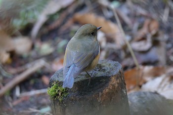 Red-flanked Bluetail Kodomo Shizen Park Sat, 12/10/2022