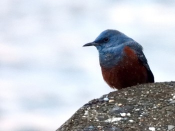 Blue Rock Thrush 金谷漁港 Fri, 12/2/2022