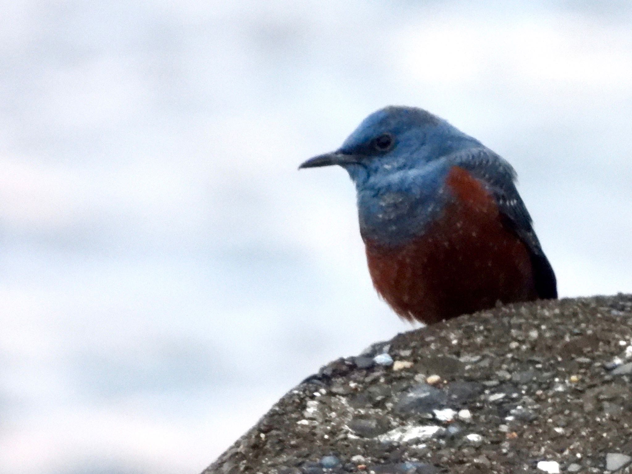 Blue Rock Thrush