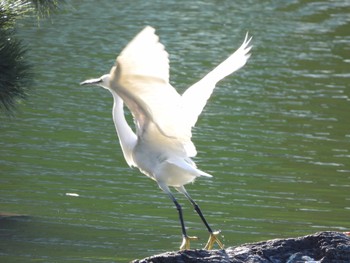 2022年11月25日(金) 清澄庭園(清澄公園)の野鳥観察記録