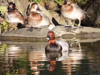 Common Pochard 清澄庭園(清澄公園) Fri, 11/25/2022