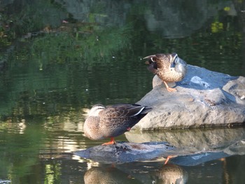 カルガモ 清澄庭園(清澄公園) 2022年11月25日(金)