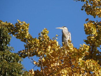 Grey Heron 清澄庭園(清澄公園) Fri, 11/25/2022