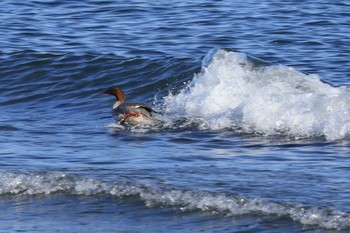 Common Merganser 富士川河口 Thu, 12/8/2022