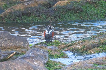 Harlequin Duck 青森県八戸市 Sat, 12/10/2022